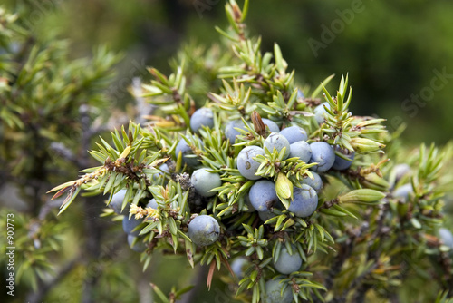 juniper berry photo