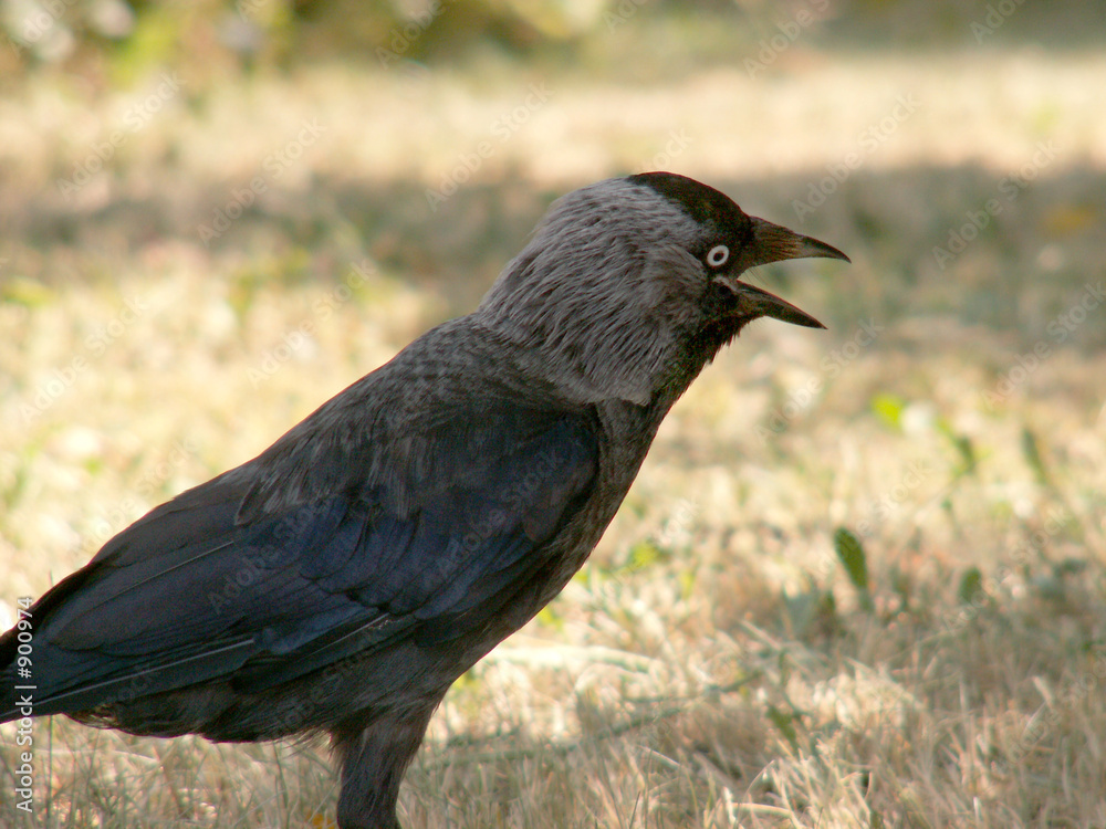 jackdaw