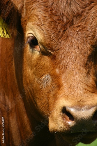 cow portrait