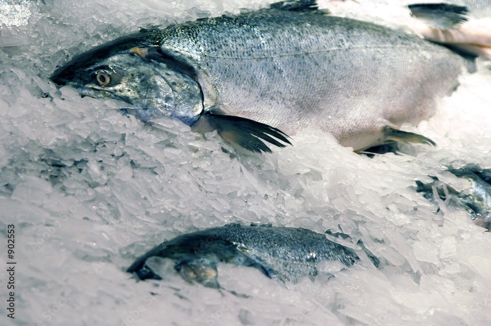 fish fish