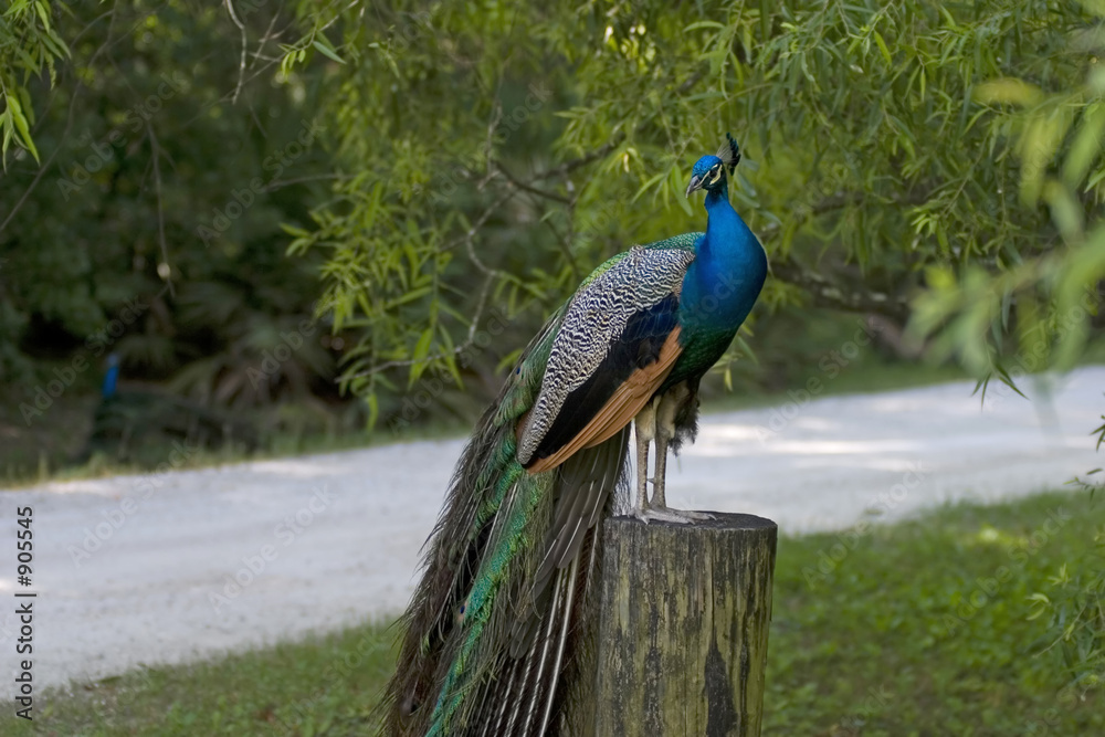 Obraz premium peacock at rest ii