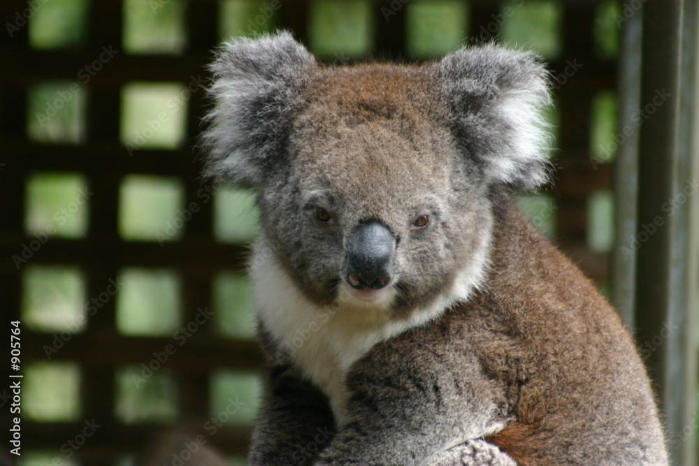 Fototapeta premium koala (2)