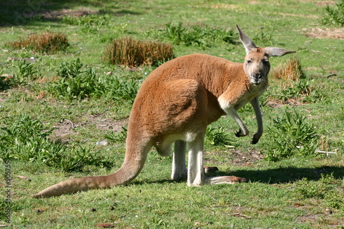 kangourou (3)