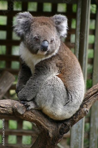 Fototapeta Naklejka Na Ścianę i Meble -  koala (3)
