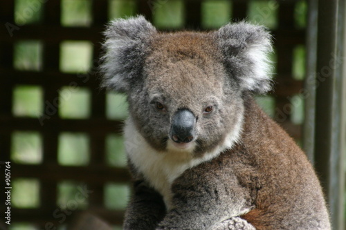 Fototapeta Naklejka Na Ścianę i Meble -  koala (2)