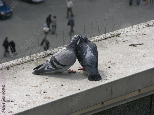 turteltauben photo