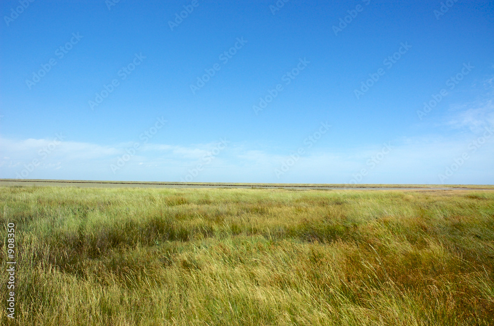 steppe steppe