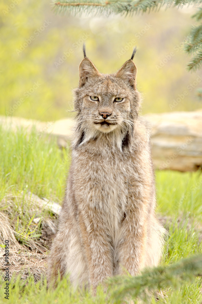 Naklejka premium lynx canadensis, sitting