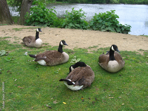 canada goose family