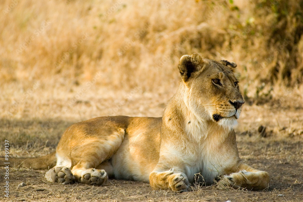 Fototapeta premium lioness