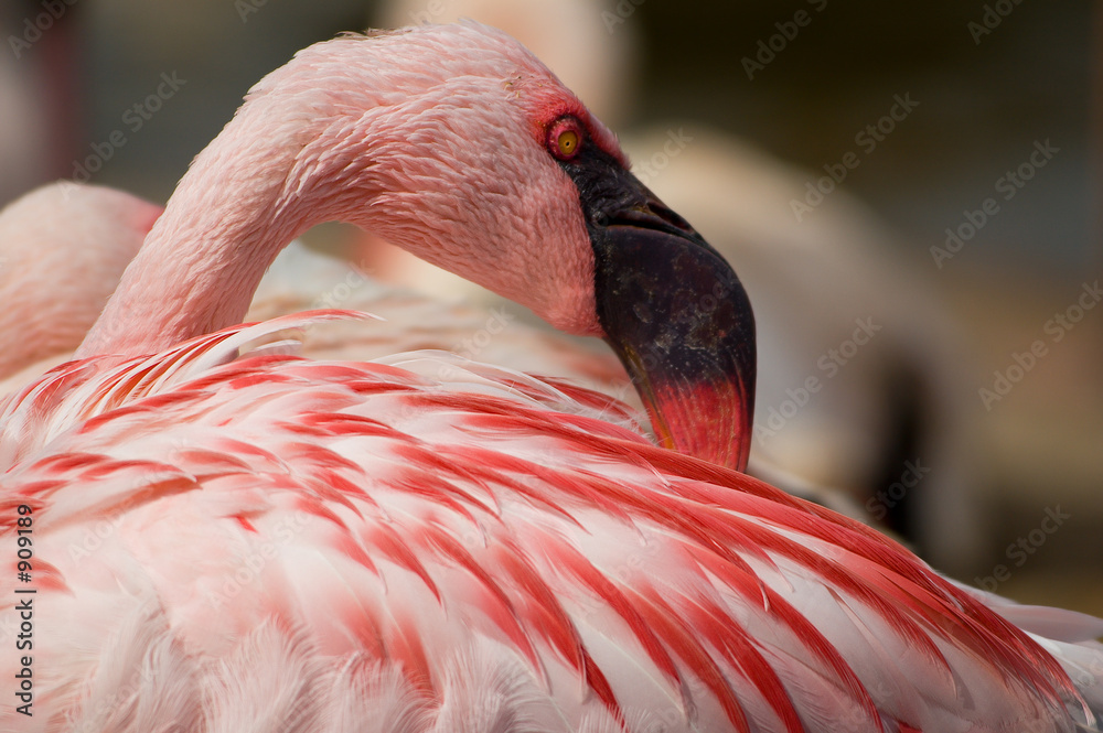 Photography flamingo close-up