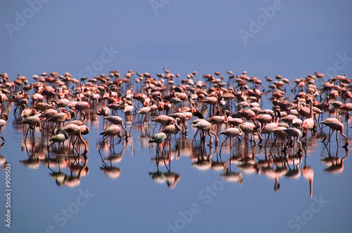 reflection in pink photo