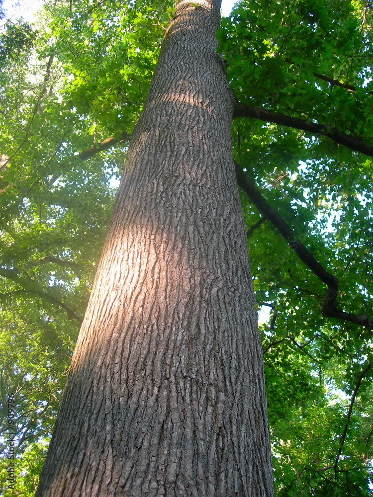 Fototapeta premium big tree