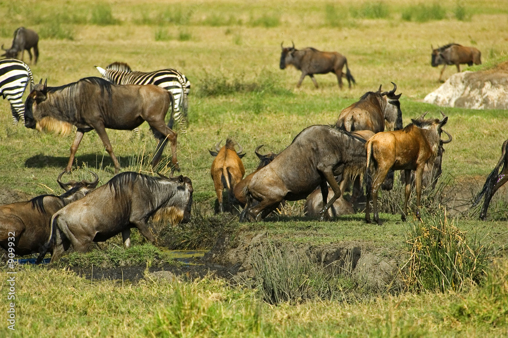 gnu herd gnu herd
