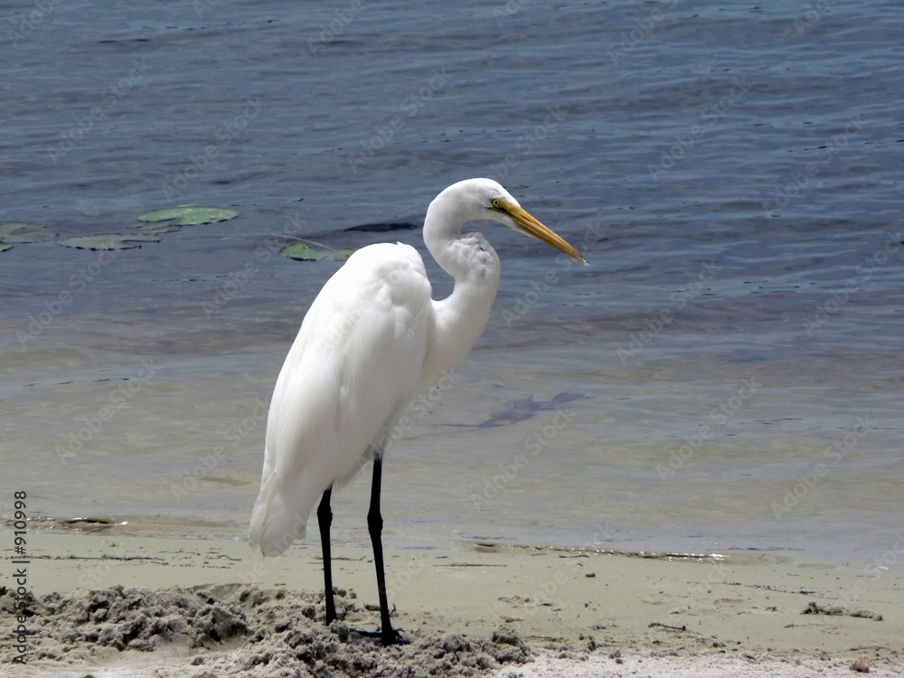 bird - white egret bird - white egret