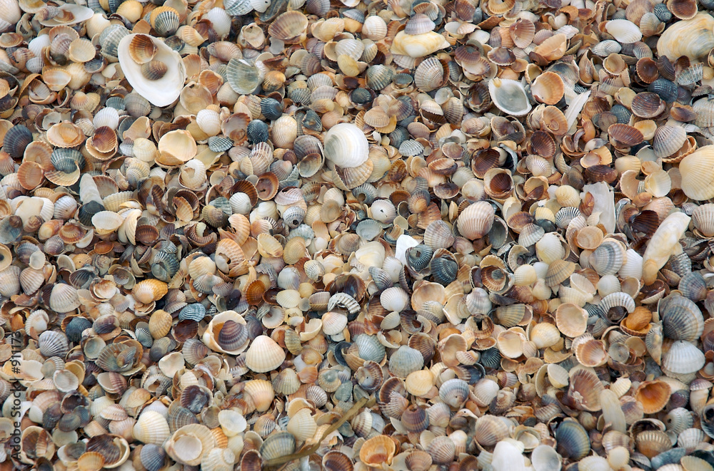shells shells