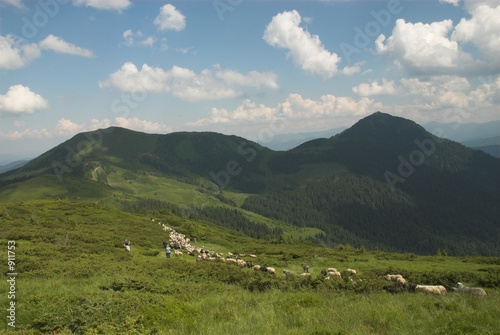 sheep in mountains