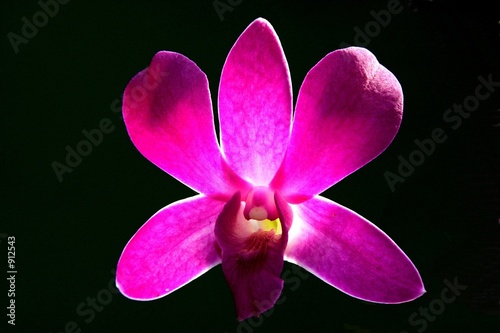 purple orchid close up
