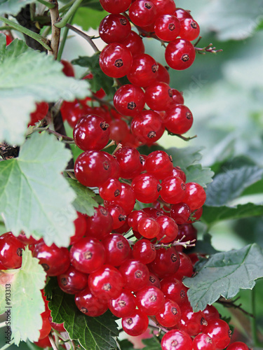 cranberry bush close-up
