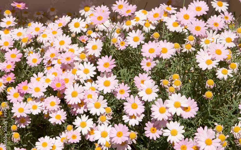 colorful daisies colorful daisies