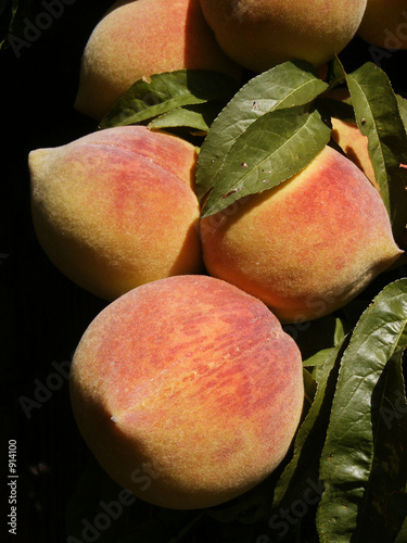 ripened peaches on the tree