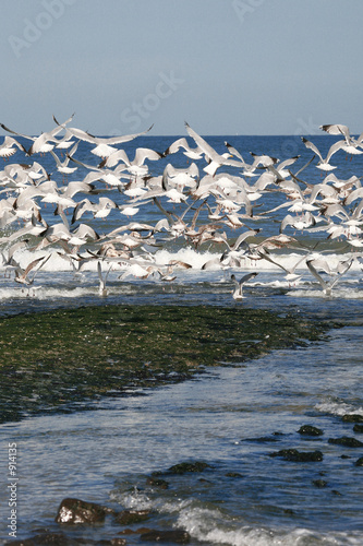 sea-gulls