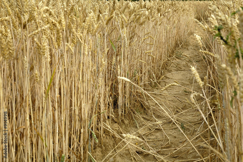 Fototapeta premium moisson des blés