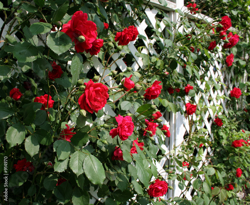 red rose trellis