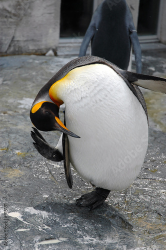 Obraz na płótnie bowed penguin