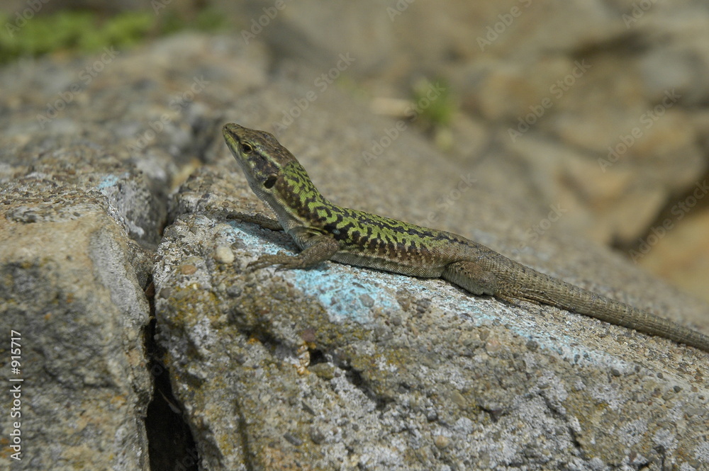 lezard lezard
