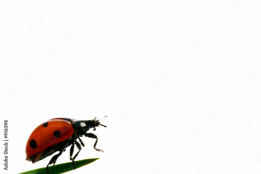 ladybird ladybird