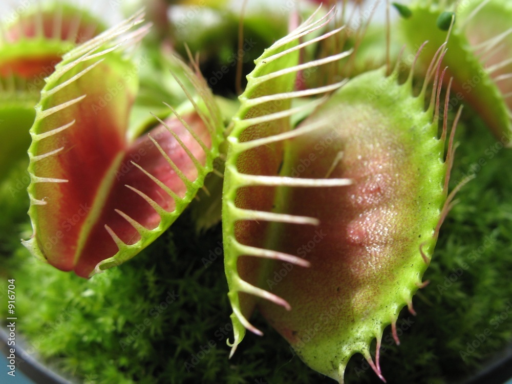 Fotografie venus fly trap