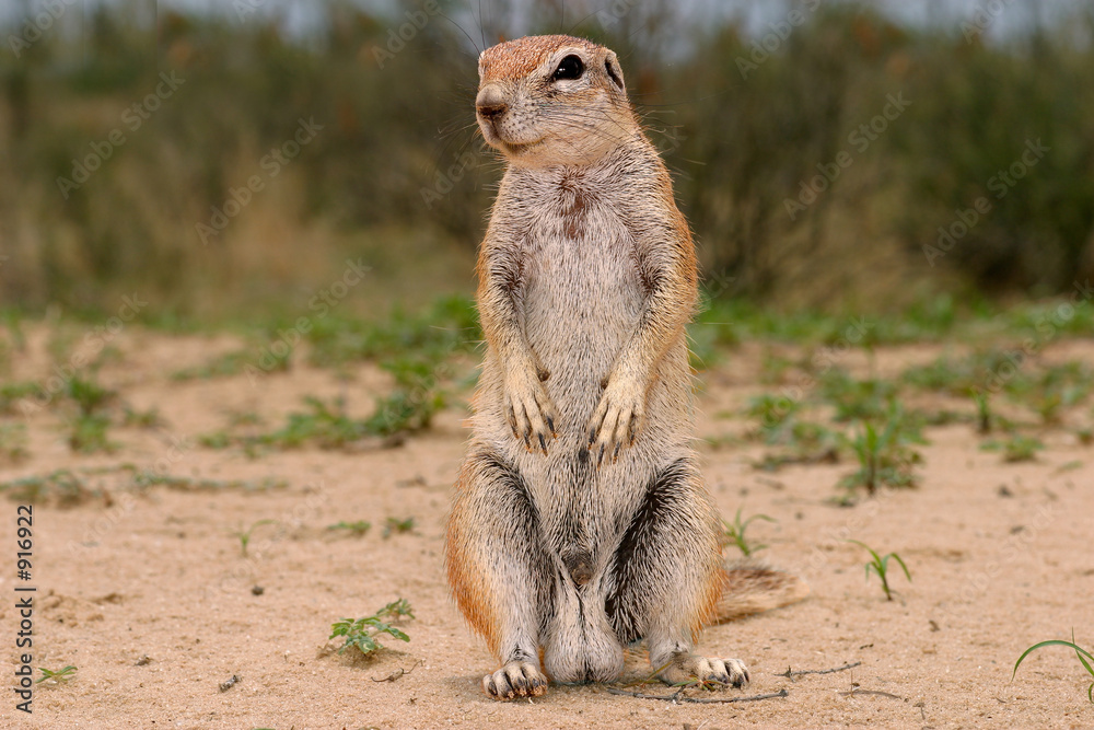ground squirrel ground squirrel