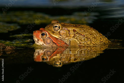 mating red toads photo