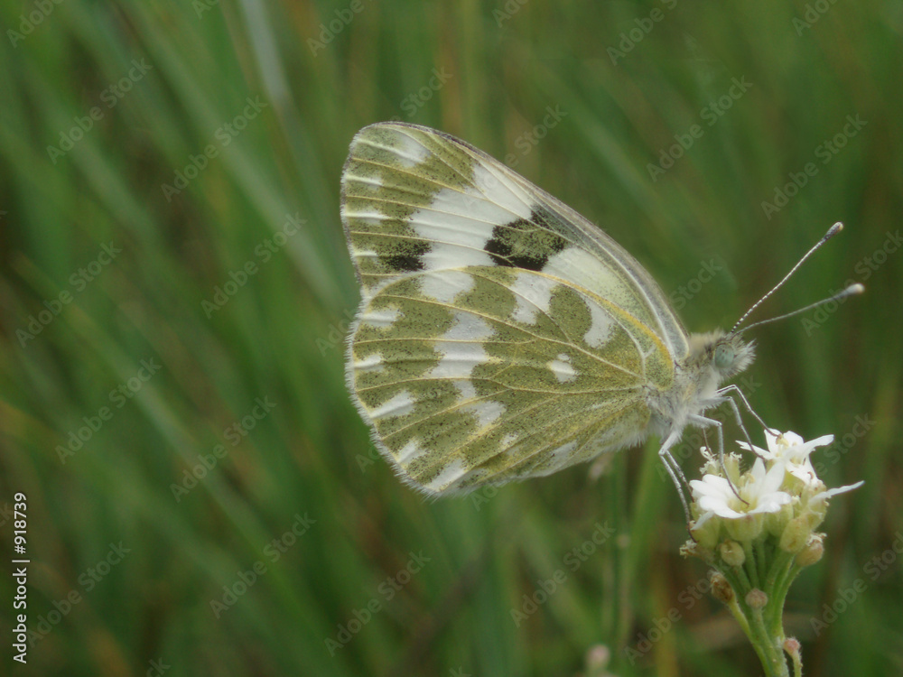 butterflys butterflys