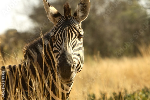 zebra profile