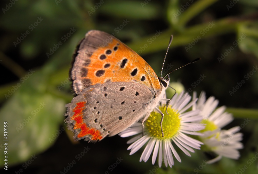 butterfly butterfly
