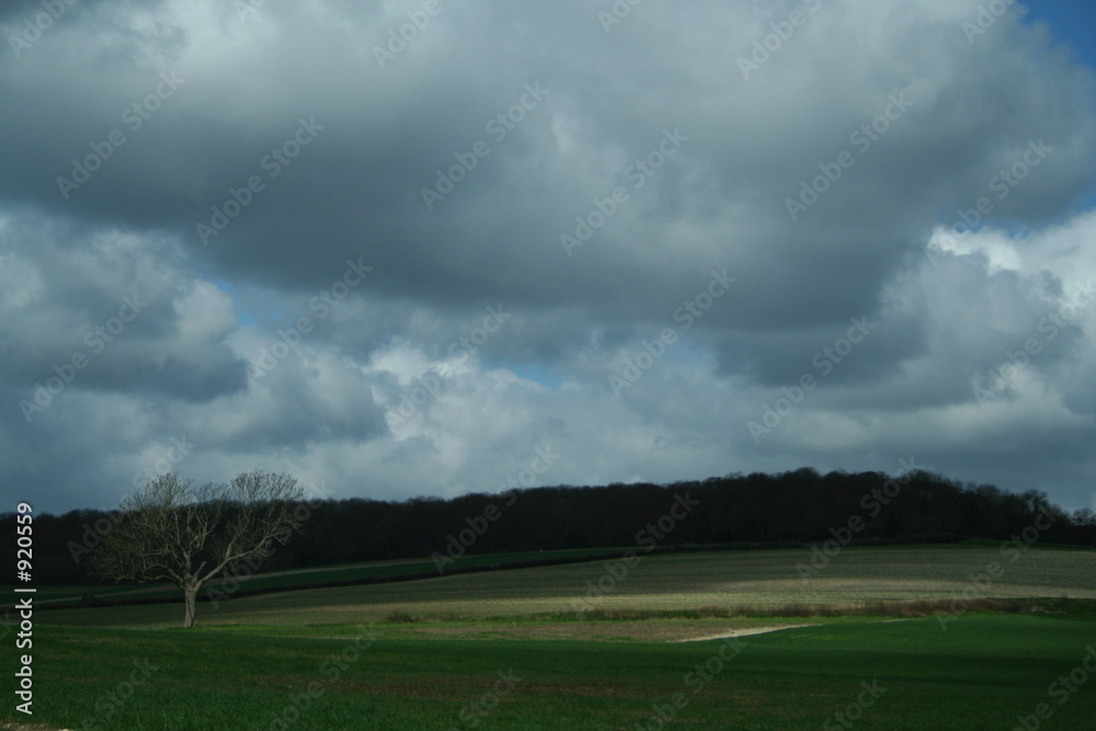 grass and sky grass and sky