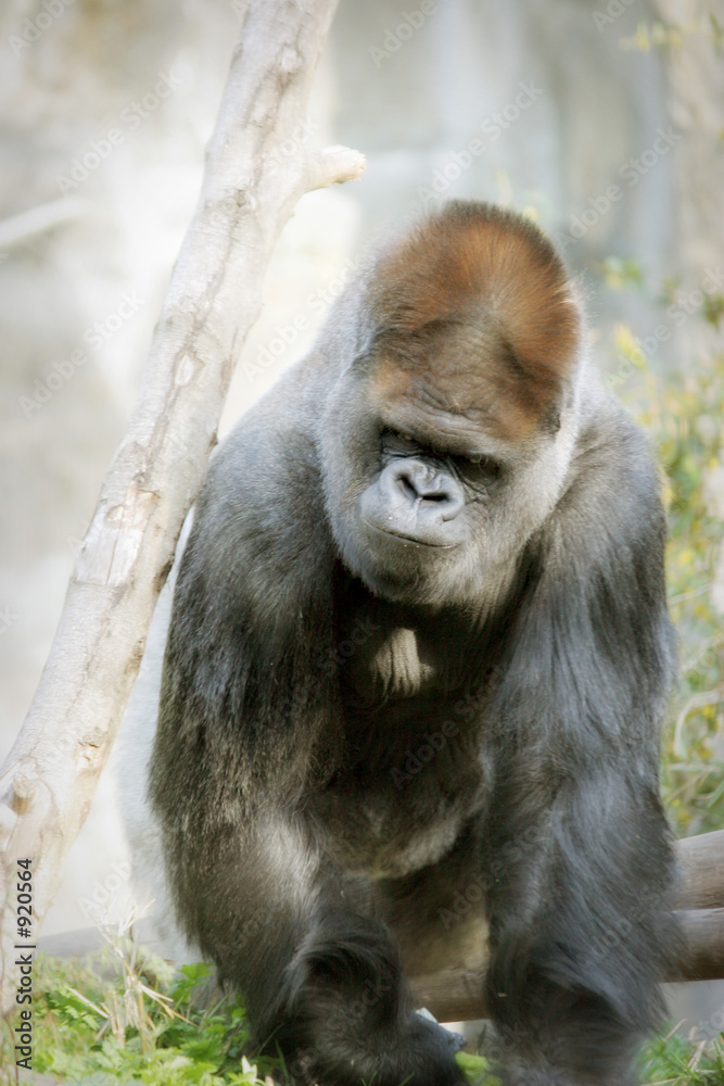 Obraz premium gorilla