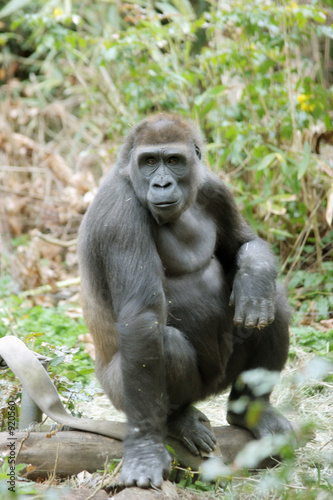 gorilla