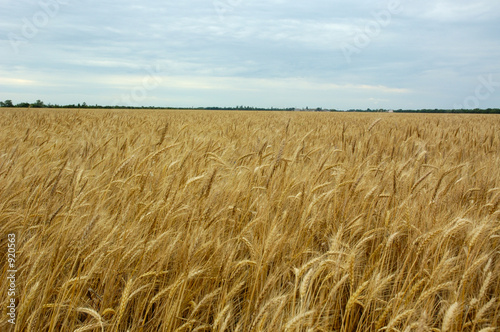 good yield of wheat