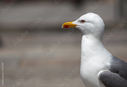 seagull © Aleksander
