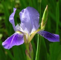 Papier peint photo Iris Iris lilas aux nuances poudrées  © Maria Brzostowska