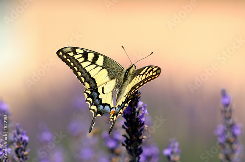 machaon sur fond rose