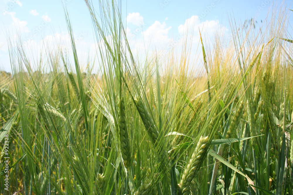 feld getreide korn sommer