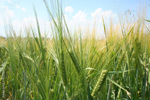 feld getreide korn sommer