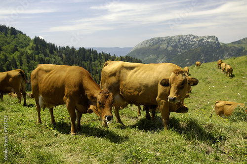 troupeau de vaches en train de brouter sur l'alpag