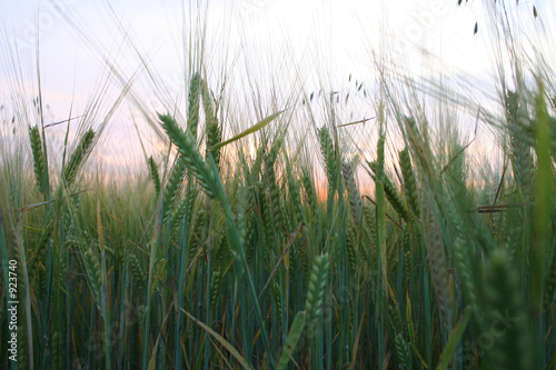 weizen im abendlicht