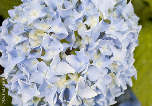 stock photo of blue hydrangea flower