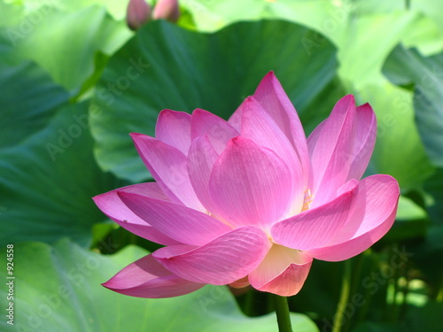 lotus